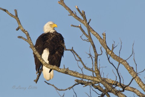 During the mid-day hours, the adults perched and preened at various locations in view of the nest.