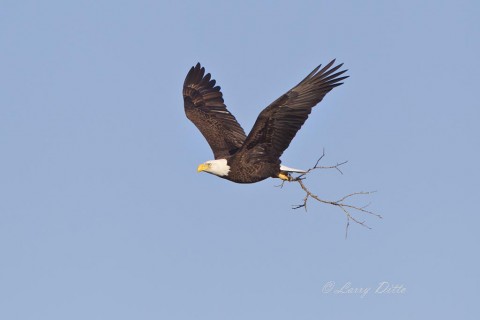 Adult bald eagle with nest material.