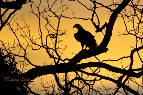 Adult bald eagle making one last nest check as evening approaches.