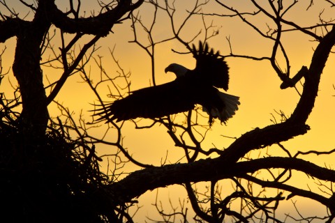 Adult landing at nest as night approaches.