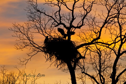 Eaglet exercising  while excited photographers capture the last images of the day.