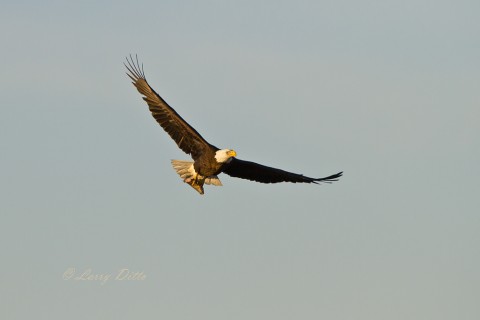 Adult eagle arriving just after sunrise with part of a fish.