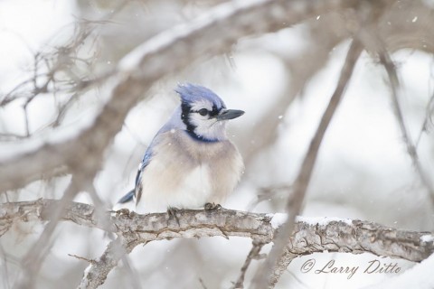 Blue Jay watching the snow flakes drift by.