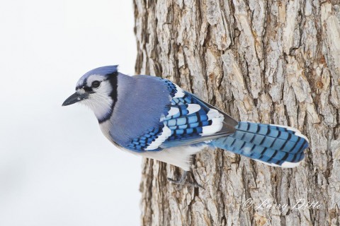 Blue Jay clinging to the bark of a cedar elm tree while it scans the snow for food.