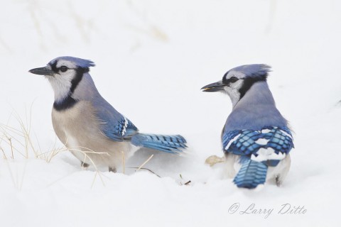 The blue jays seemed to know where every fallen acorn was located, even under several inches of snow.