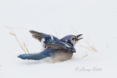 Blue Jay fighting off the grackles at it hunts for food.