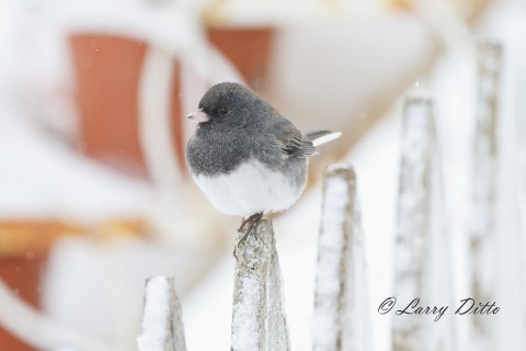 Flower pot background for a dark-eyed junco on Granny's picket fence.