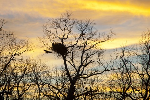 Bald Eagle landing at nest at sunset.