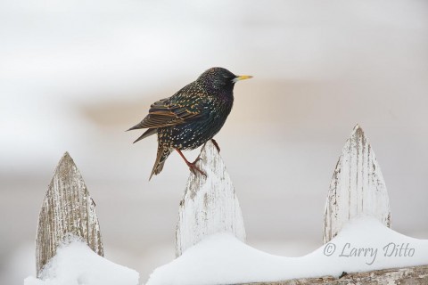 European Starlings quickly found the food intended for other species.