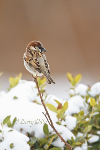 House Sparrows had no problem adjusting to the snow and -15 degree temperature.