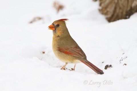 Female northern cardinal on the snow.