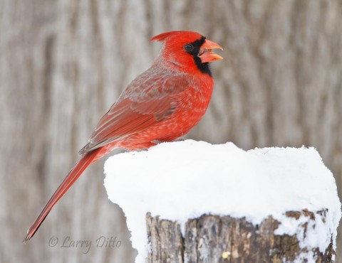 At the end of the day, a pair of northern cardinals arrived looking for seeds. 