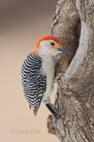 Hungry Red-bellied Woodpecker probing soft wood in a mulberry knothole.