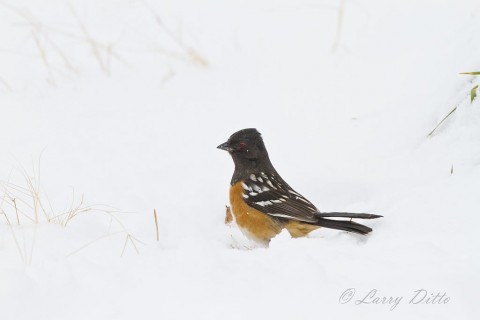 Getting this Spotted Towhee was my biggest thrill of the day.