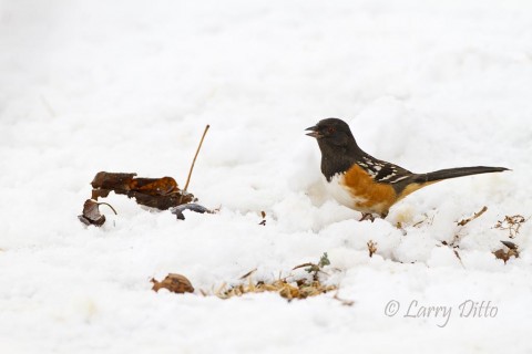 A spotted towhee emerges from under a thick hedge to scratch for seeds.