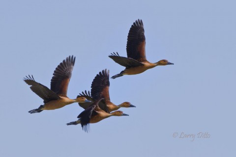 A group of fulvous whistling ducks headed up the coast for more suitable habitat.