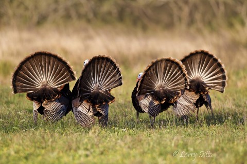 Each gobbler spreads it tail feathers, ruffles it feathers, drags its wings and filled it wattles and snood with bright red blood to look stronger and more handsome to the opposite sex.