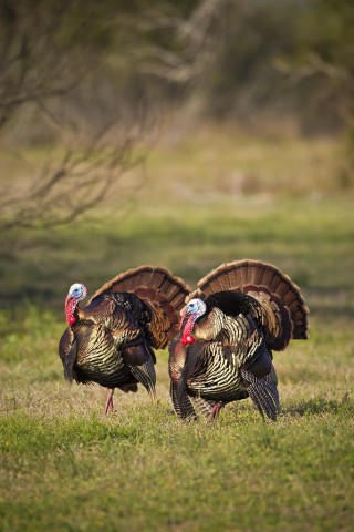 Big "Tom" turkeys strutting their stuff for the ladies.