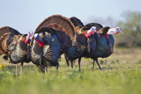 Excited males respond in unison to any loud noise or another turkey's gobble. 
