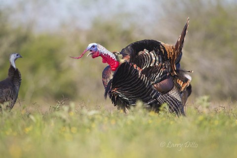 The idea is "never give up the strut".  Sooner or later one of the hens will be ready to mate and this big bird wants to be first in line.