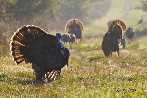 Male turkeys are scattered up and down this path used by the hens to reach a favored feeding area.