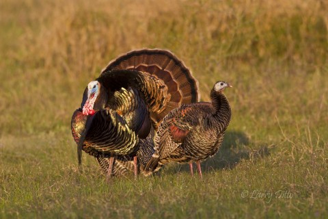 Gobbler and hen, each very much aware of the other's presence.