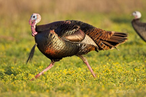 This big gobbler was in a hurry to reach the meadow and begin strutting his stuff and the hens arrived.