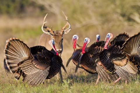 Several excited gobblers are determined to take out their aggression on a buck white-tailed deer.