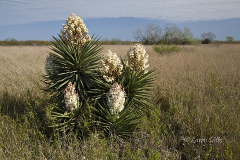 Yucca_MG_1294