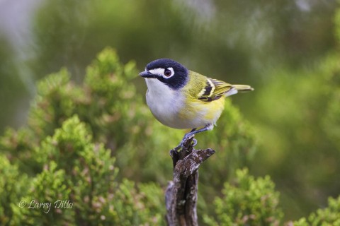 Endangered black-capped vireo perched in hill country habitat.