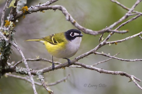 Black-capped vireo perched on dead juniper limbs.