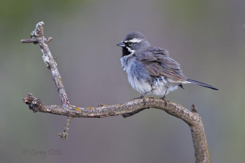 Black-throated sparrows are abundant at Transition Ranch.