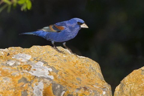 This blue grosbeak was looking for a perch with complimentary colors.  This lichen covered rock was a perfect find.