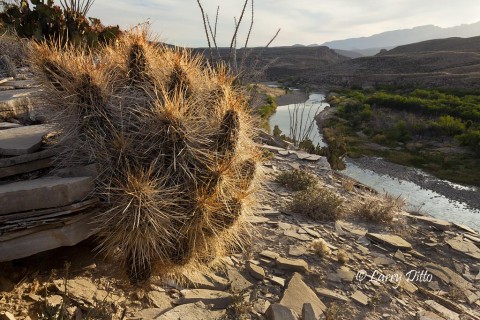 Cactus and Rio Grande above the Hot Springs in the eastern part of Big Bend National Park.