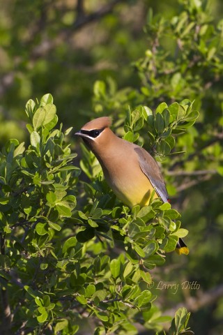 Cedar Waxwings are winter and spring residents.