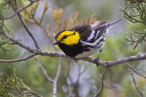 Curious endangered golden-cheeked warbler in prime habitat.