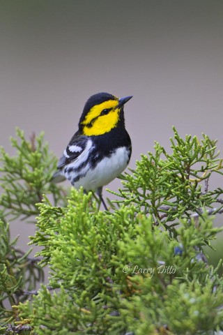 Golden-cheeked Warbler in juniper.