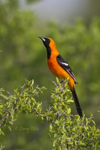 Male hooded oriole at the creek blind in late afternoon.