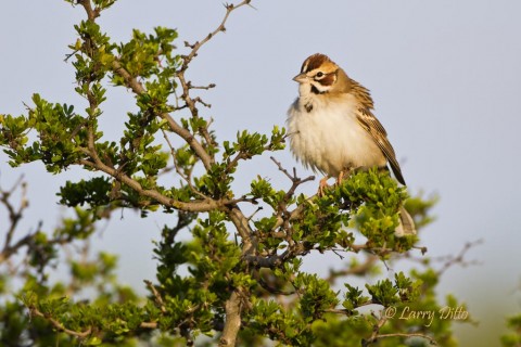 Lark sparrows were a part of the bird diversity at a Transition Ranch photo blind.