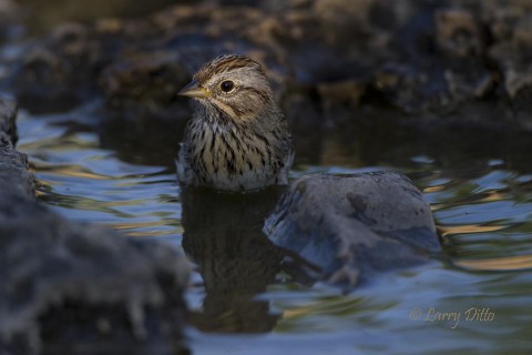 Lincoln's sparrow is spot-lighted while taking it evening bath at the bird blind.