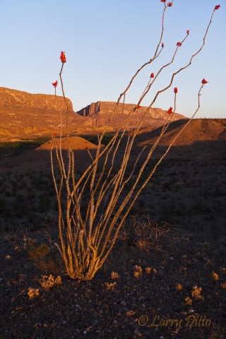 First light on Ocotillo and Santa Elena Canyon.