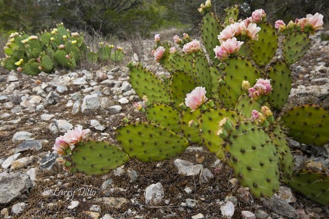 Prickly pear cactus covered in blooms.