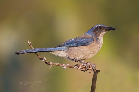 Western scrub jay visited the photo blind to feed. 