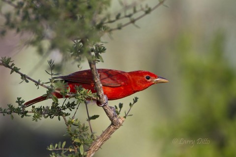 Cautious male summer tanager coming in for a drink.