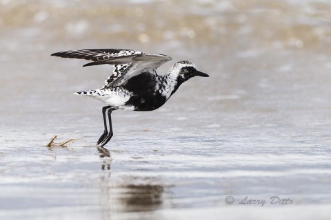Some black-bellied plovers are well into their summer plumage by the time they reach South Padre Island in the spring.