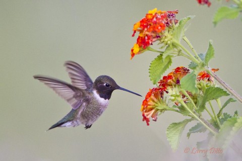 Male black-chinned hummingbird feeding at lantana blooms near a photo blind.