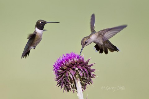 Black-chinned hummingbirds, male and female, feeding at a thistle flower with grass as a background and natural light.