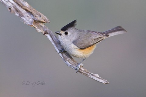 Black-crested titmice were at every blind.  