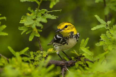 Black-throated Green Warbler foraging for caterpillars among the leaves of a tepeguaje tree on South Padre Island during the spring migration.