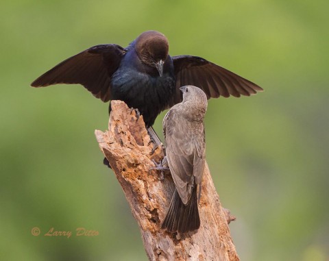 Brown-headed Cowbirds vying for a spot at the feeding post.